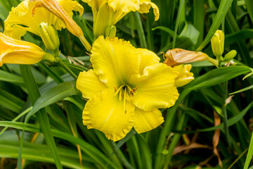 Yellow daylily  ( Hemerocallis ) on a background of green shoots . Close up . Botanical garden in the middle of summer.