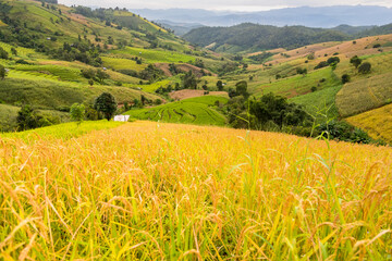 Panorama Aerial View of Pa Bong Piang terraced rice fields, Mae Chaem, Chiang Mai Thailand.