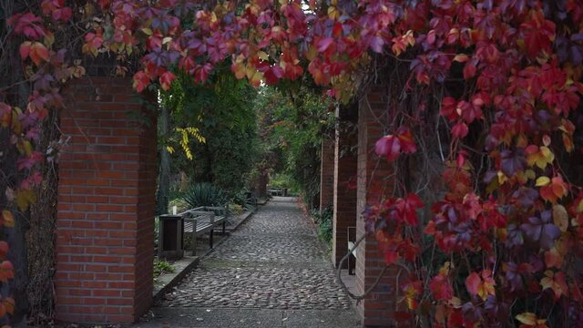 Lane, ivy,, Zelazowa Wola Park, Poland, Europe, September 2020, natural park in zelazowa wola. The birthplace of Frederic Chopin composer.