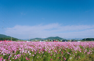 滋賀県近江八幡市野田町のコスモス畑