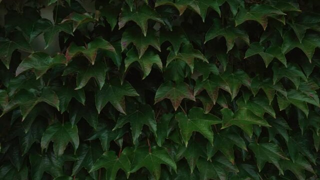 Ivy,  Zelazowa Wola Park, Poland, Europe, September 2020, natural park in zelazowa wola. The birthplace of Frederic Chopin composer.