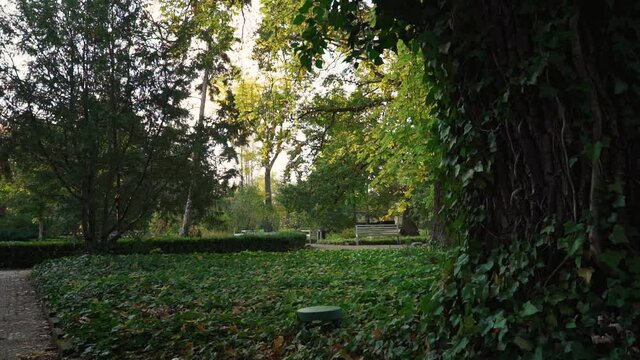 Ivy and gras,  Zelazowa Wola Park, Poland, Europe, September 2020, natural park in zelazowa wola. The birthplace of Frederic Chopin composer.