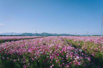 滋賀県近江八幡市野田町のコスモス畑