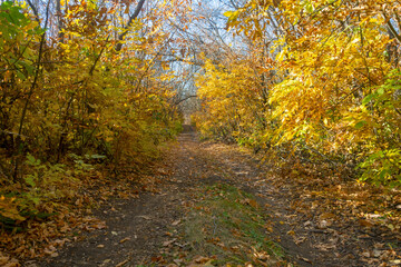 Fototapeta premium Autumn road in forest. Sunbeams on yellow leaves of trees