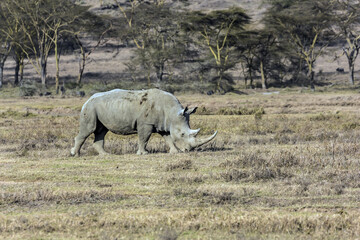 Fototapeta premium Rhino grazing in the savannah