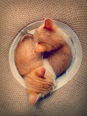 Kitten sleeping in a basket