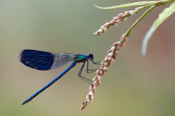 Beautiful Calopteryx splendens (male) on a wild flower awaits dawn early in the morning