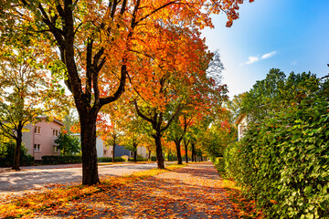 Autumn in the city. Colorful tree lined road. Red, orange, green and yellow trees on the roadside. A street covered with falling leaves in town. Autumn landscape. Fall colors. A town in Finland.