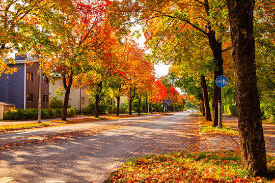 Autumn scene with street in city. Bright colorful view of fall foliage in a town. Red, orange and golden leaves. Street lined with autumn colour trees in Helsinki.