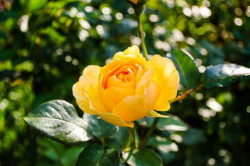 Yellow rose blooming on a Bush, background blurred with bokeh effect.