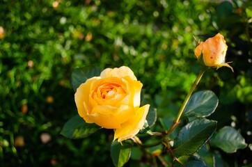 Yellow rose blooming on a Bush, background blurred with bokeh effect.