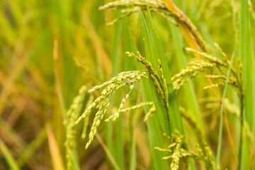Fototapeta na wymiar close up of paddy green rice field