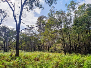 Fototapeta premium Forrest 
