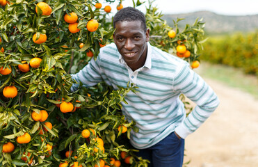 Portrait of successful African-American farmer standing near trees with ripe mandarin oranges on his citrus plantation © JackF