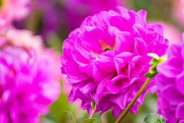 Fototapeta premium colorful dahlia flower close up.beautiful colorful flowers in the garden.