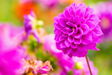 colorful dahlia flower close up.beautiful colorful flowers in the garden.