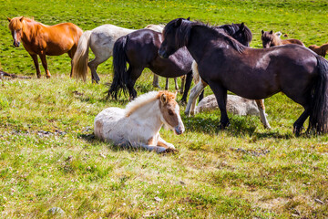 Herd of horses in Icelandic tundra.