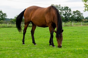 portrait of horse in the grass