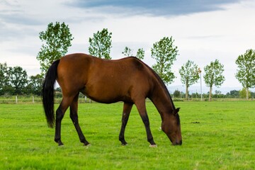 portrait of horse in the grass