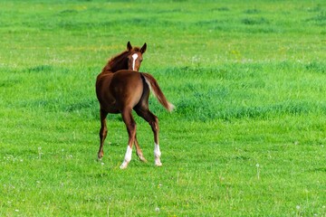 Fototapeta premium portrait of baby horse in the grass