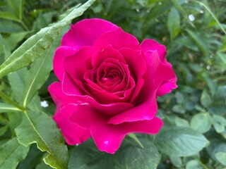 pink rose
