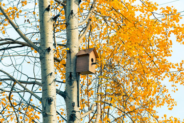 Autumn foliage on the branches of birch birches