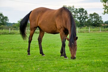 portrait of horse in the grass