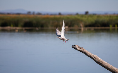 Bird flying off a log over dam - Whiskered Tern