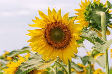 Bright yellow sunflowers against a blue sky with clouds. Field of sunflowers on a summer day