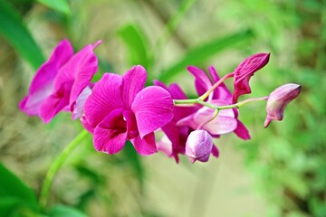 Bouquet of vivid pink orchid