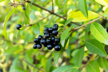 Black wild wolfberry on branches.