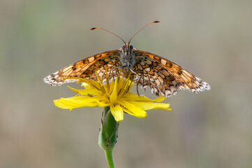 Melitaea butterfly on a yellow flower in the morning dries its wings from dew