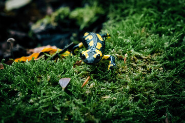 Feuersalamander sitzt auf Moos im Wald