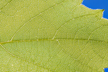 Pattern of the green leaf on blue background