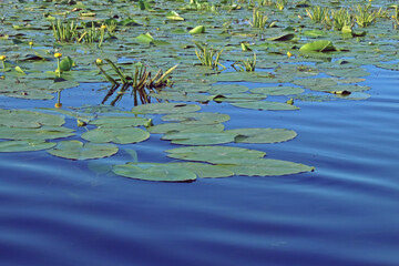 Nenúfares de las zonas pantanosas del delta del Danubio. Vegetación acuática de las lagunas interiores en el delta en la zona de Rumanía, cerca de Tulcea.