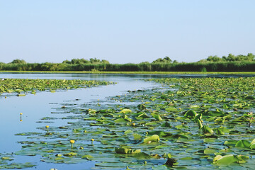 Nenúfares de las zonas pantanosas del delta del Danubio. Vegetación acuática de las lagunas interiores en el delta en la zona de Rumanía, cerca de Tulcea. © AngelLuis