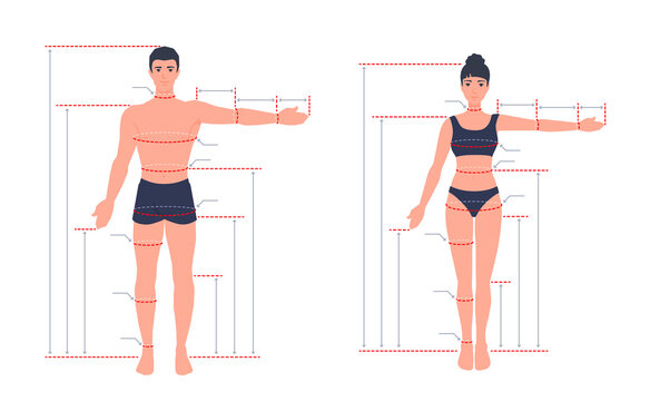 An adult human body size chart. Measurements for tailoring clothes. A measure of a man, a woman. People standing in a full length with one arm spread out. A vector cartoon illustration.