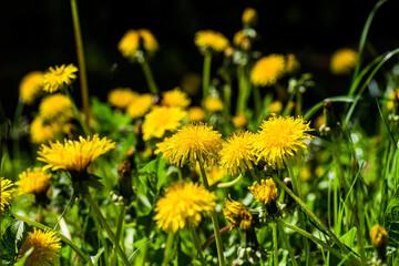 Blooming dandelions in summer in Czech republic