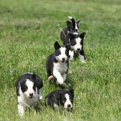 Amazing Border collie puppies