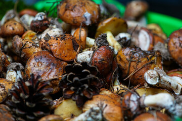 fresh boletus mushrooms with cones in a large dish ultra macro photo
