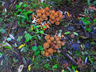 funghi 
