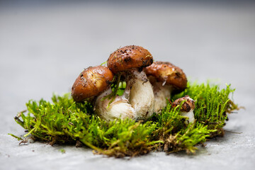three fresh boletus mushrooms on green moss
