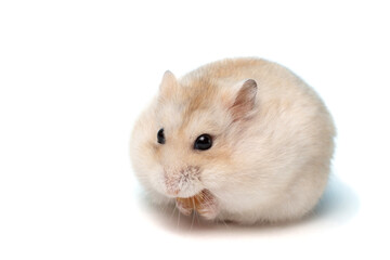 Dwarf furry hamster on white background close-up, copy space