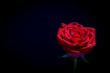 Beautiful large rose in dark red tones on a black background. space for text...