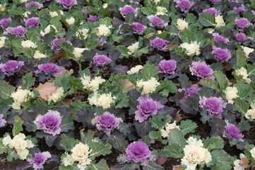 Decorative cabbage (Brassica oleracea var. Acephala) is the already well-known annual crop, which...