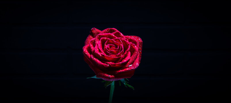 bright red rose on a stretched banor...
