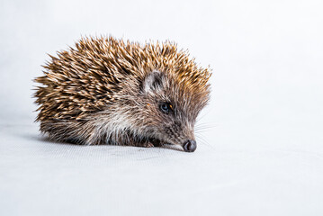 European hedgehog with flea by eye on light background 