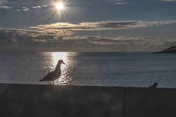 Mouette au soleil levant sur les remparts d'Antibes