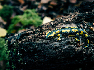 Feuersalamander auf einem morschen Baumstamm