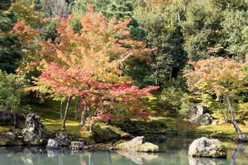 Autumn bloom by a lake, in Golden Pavilion Kinkakuji Temple at Kyoto Japan.